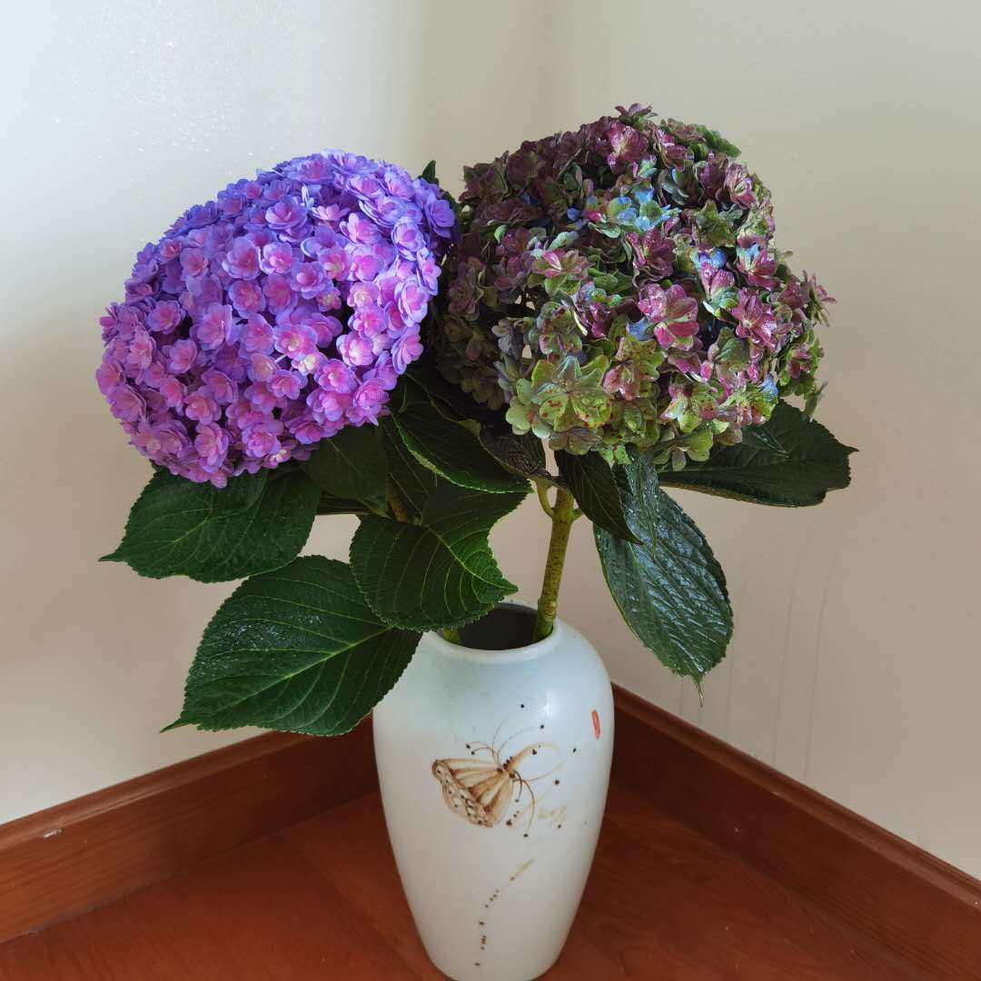 花甜花艺花坊重瓣绣球鲜花顺丰包邮鲜花云南直发鲜切花生日礼鲜花