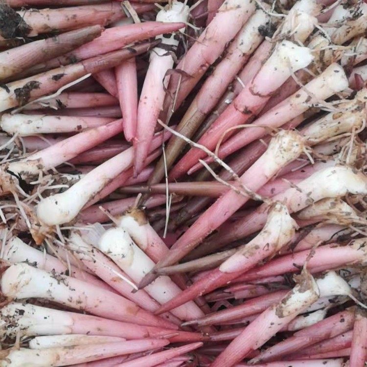 包邮湖北恩施利川特产高山野生蔬菜新鲜阳荷阳藿茗荷阳荷笋子