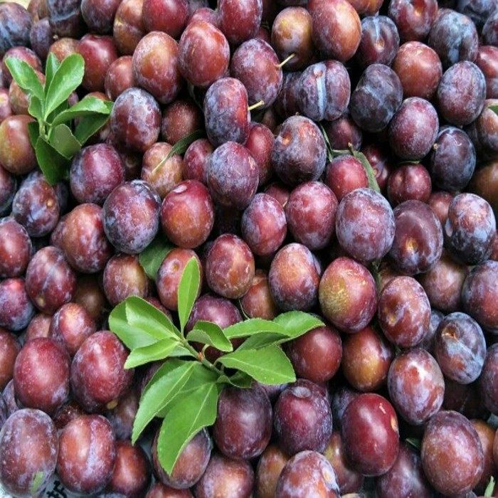 包邮现摘恩施利川脱骨李子水果新鲜青菜李子空心李子脆李子5斤