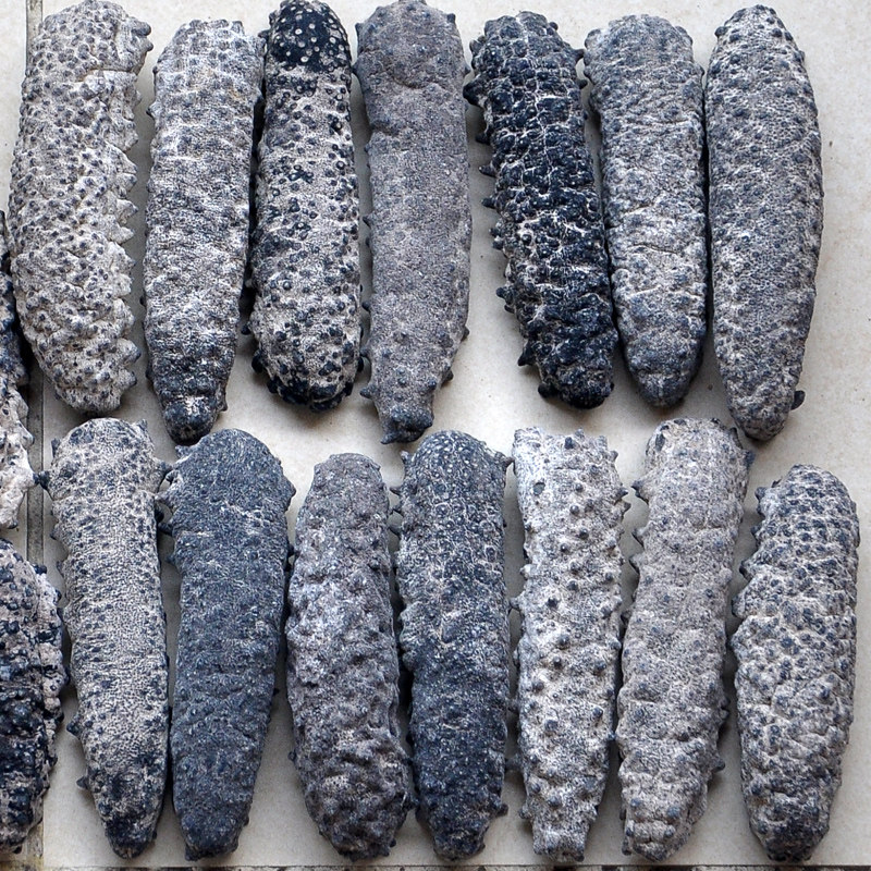 古巴参进口野生淡干海参 非美国进口南美刺参食用水产非大连辽参