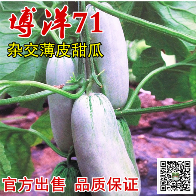 德瑞特博洋7号系列71.72甜瓜种子香种籽新正品芝麻蜜花皮羊牛角脆