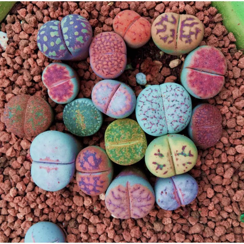 屁股净化空气阳台花石头花皮实精选植物生石花多肉超大母本包邮