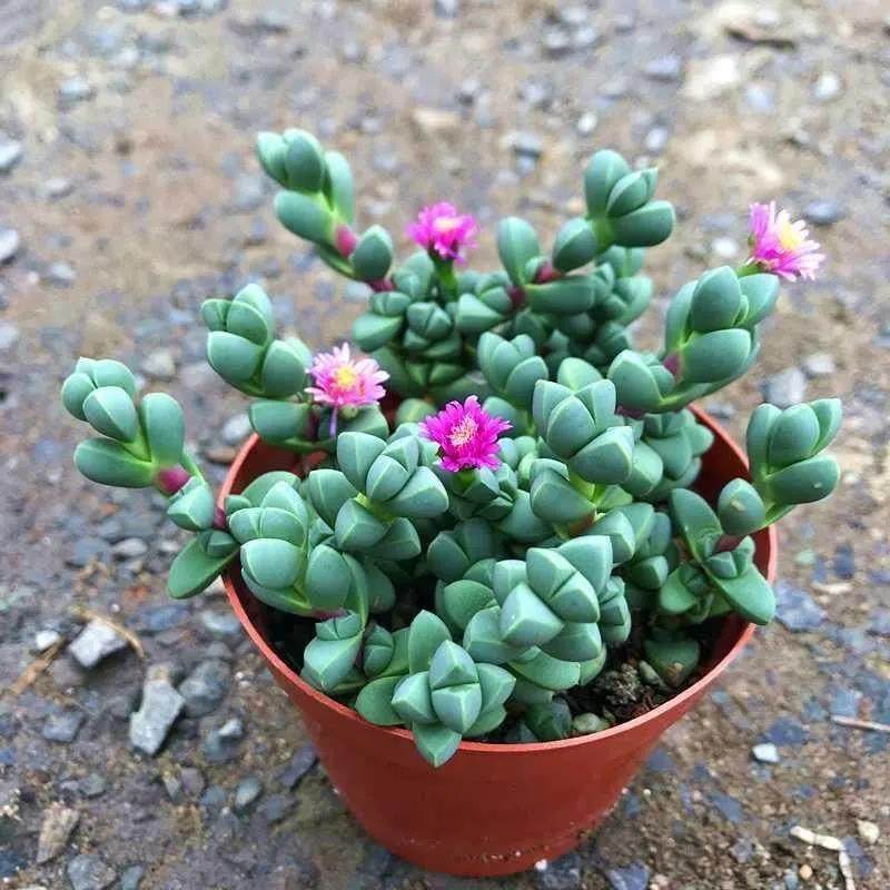 会开花的鹿角海棠多肉植物室内肉肉桌面绿植花卉盆栽防辐射吸甲醛