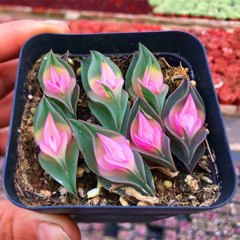 一帆风顺重扇锦稀有多肉植物鸭跖草科吉祥物好花卉绿植趣味小盆栽