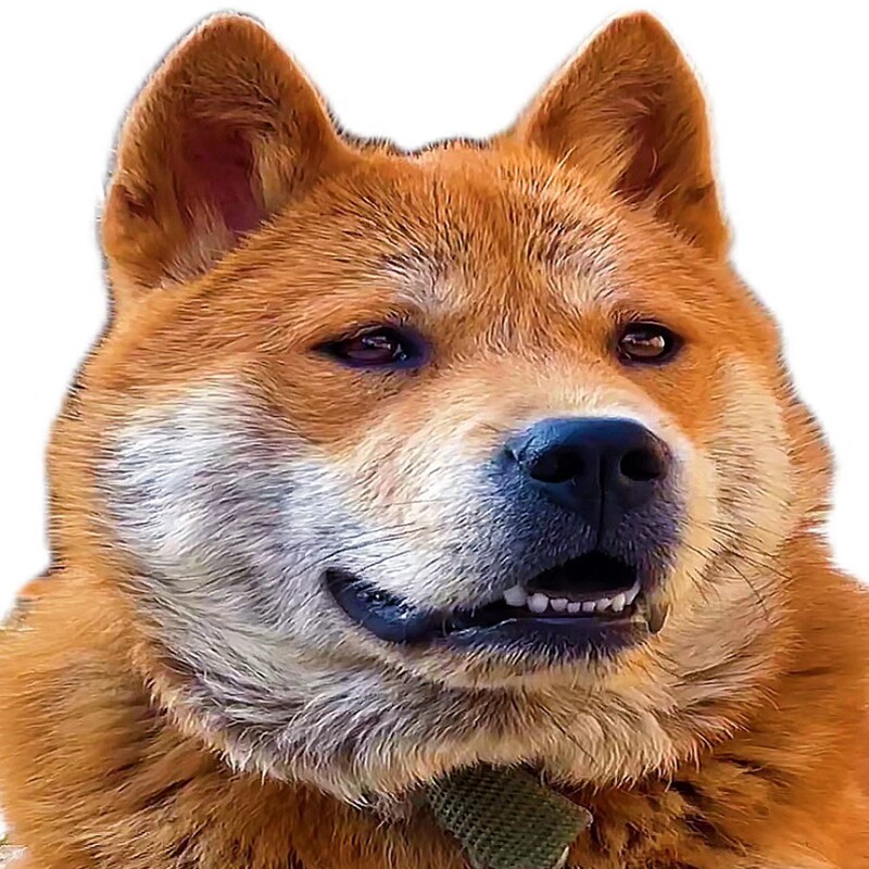 纯种中华田园犬广西土猎狗犬大头虎斑打猎犬活体幼犬土狗黄狗白面