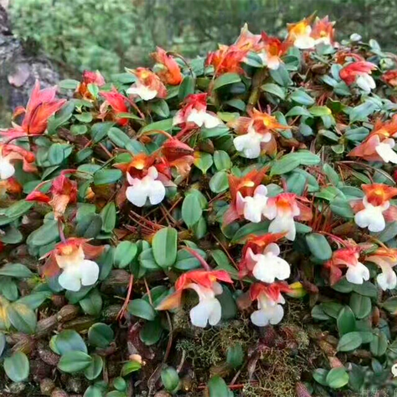 特价厚唇需要用的_石豆兰 单叶厚唇兰 红石豆兰假山造景雨林园艺缸养