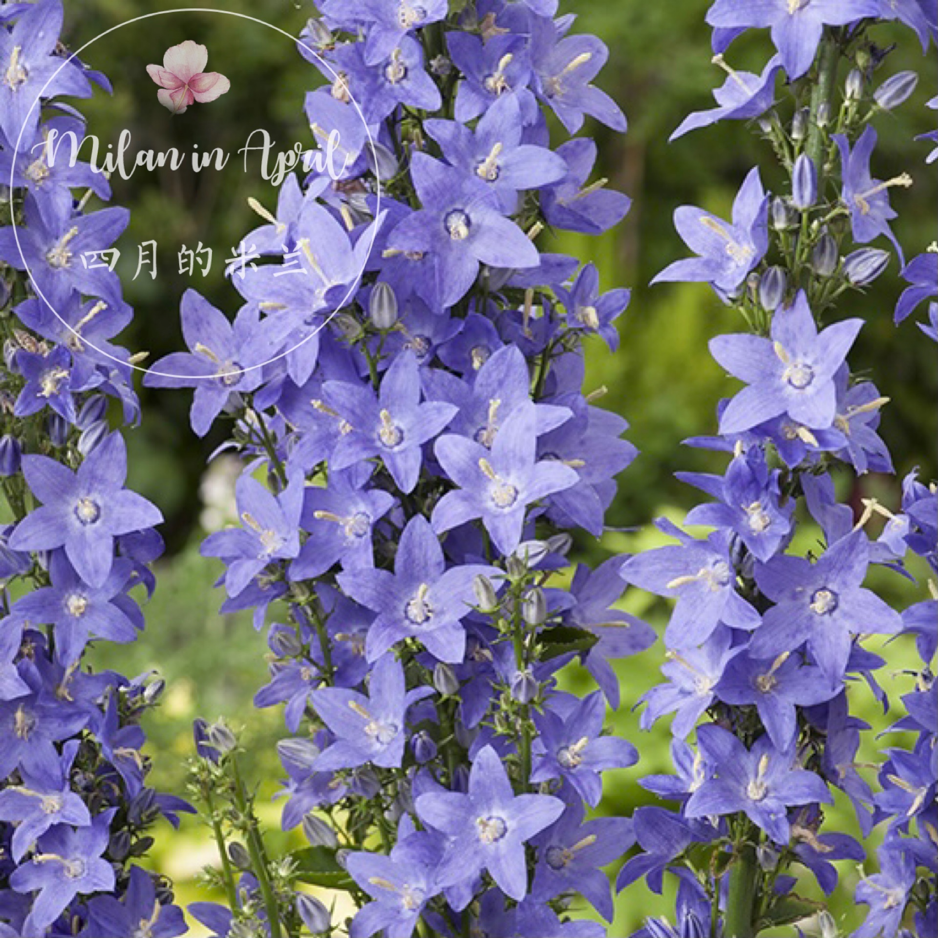 风铃草花冠类型图片