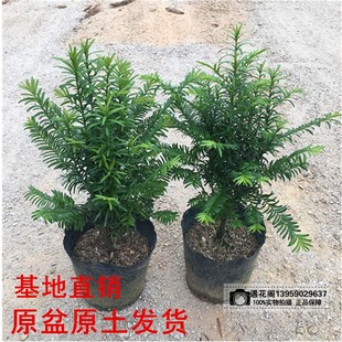 正宗南方红豆杉树苗盆栽四季常青植物公母盆景室内净化空气吸甲醛