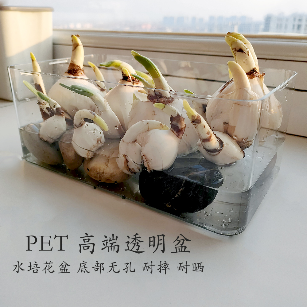 透明花盆PET塑料水培盆无孔养植水仙郁金香绿萝大蒜富贵竹金鱼皿