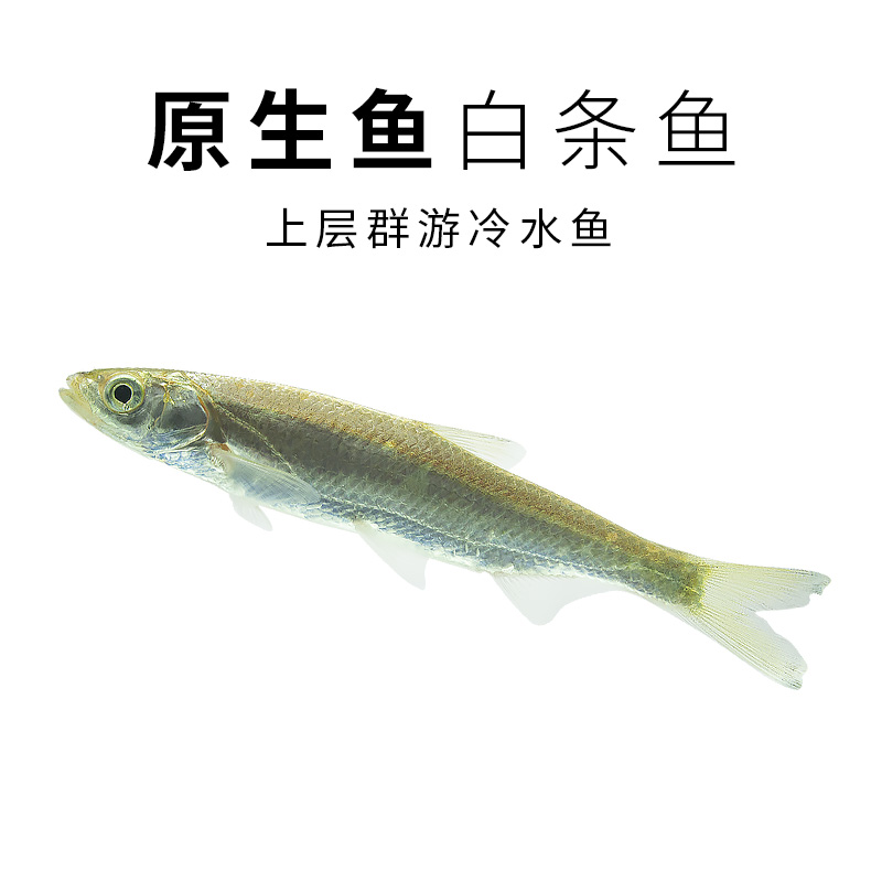 白条鱼翘嘴鱼苗凶猛鱼苗活体原生冷水上层群游中小型鱼餐鱼尖嘴子