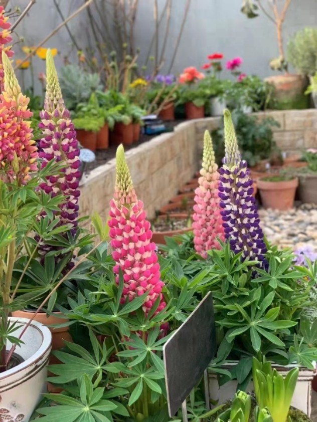 鲁冰花羽扇豆苗多年生耐寒宿根草本花卉庭院花园花境植物72穴苗