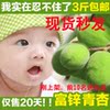 现货野生青杏香杏新鲜水果酸杏酸甜杏孕妇食品非青梅500g 3份包邮 现货野生青杏香杏新鲜水果酸杏酸甜杏孕妇食品非青梅500g 3份包邮