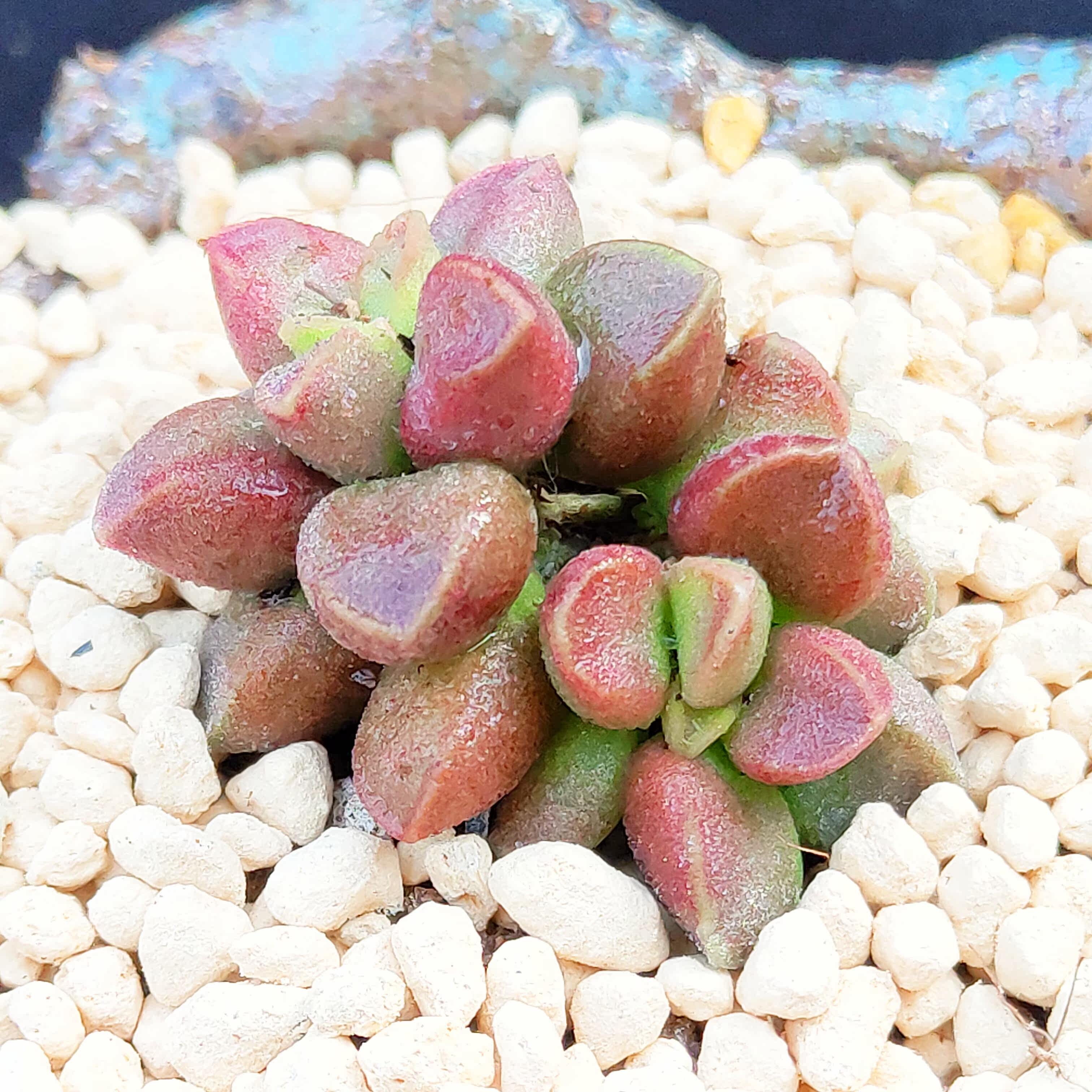 枣泥蛋糕水泡_花卉盆栽枣泥蛋糕进口中级水泡多肉植物叶片一物一拍