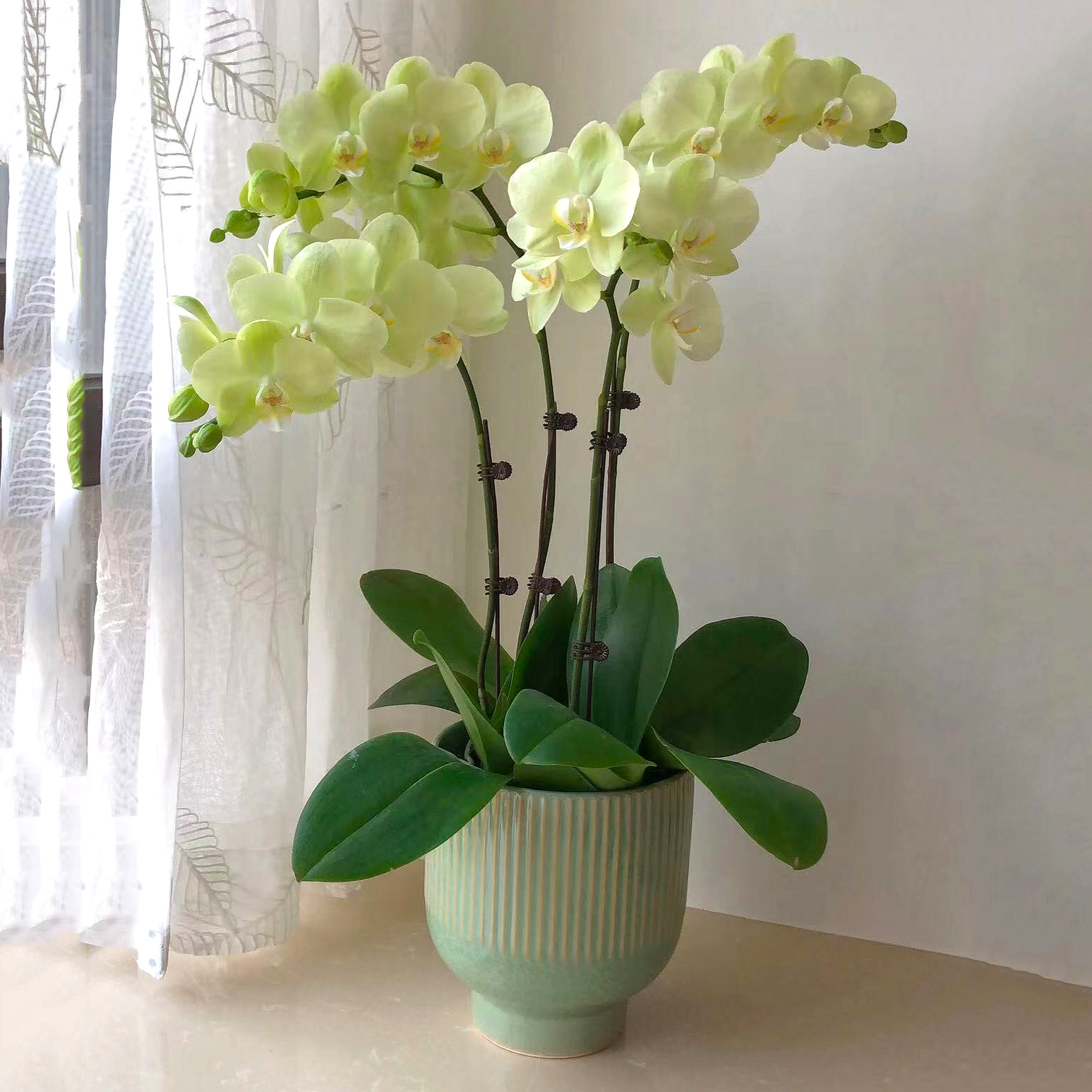 00折后价￥98精品纯白色蝴蝶兰 观花植物开业乔迁花卉礼品 年宵绿植