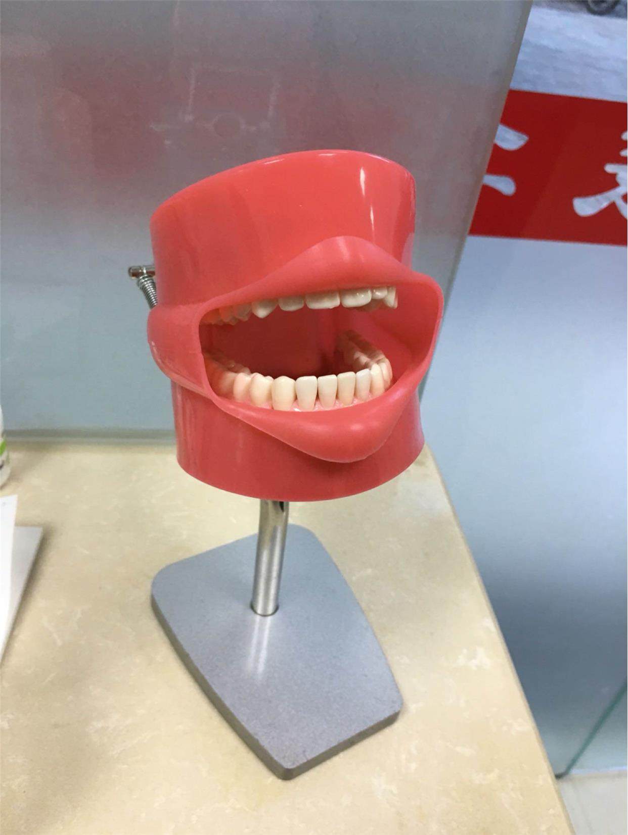 口腔科牙科备牙练习头模制备牙齿模型简易头模仿真简易肩体头模