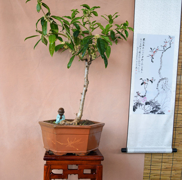 桂花盆景(桂花盆景造型图)