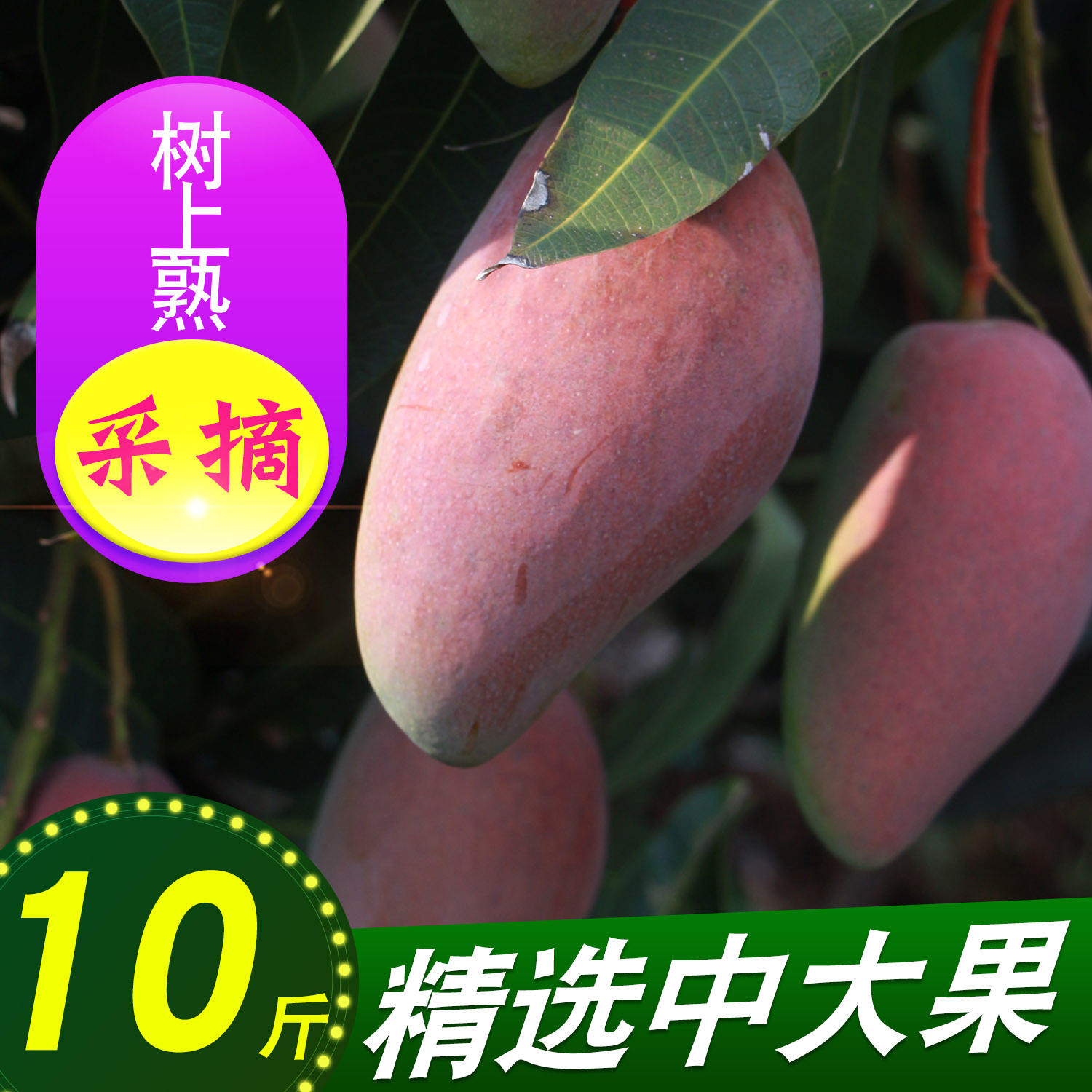 四川攀枝花芒果凯特芒果新鲜水果时令包邮吉禄芒9斤|msdalam kategori daging perikanan/Buah-buahan segar dan sayur-sayuran/dimasak, buah-buahan segar, Mango - dari Buy2taobao.com untuk memberikan perkhidmatan ejen Taobao profesional membeli