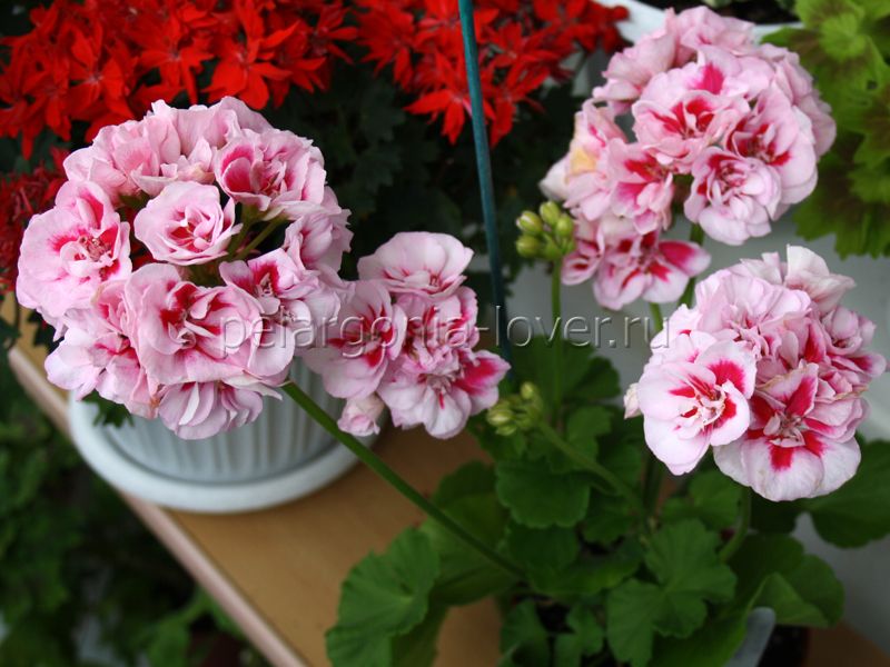 四季开花进口新品 maria viva 万岁玛莉亚 直立天竺葵 小苏花舍