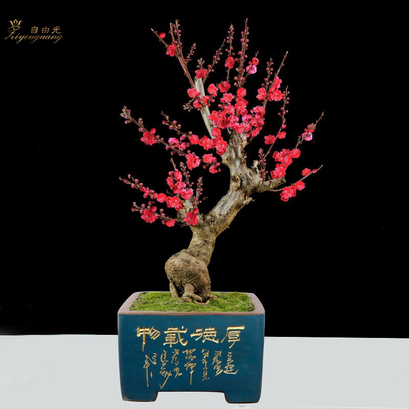 76天猫新品梅花盆景树