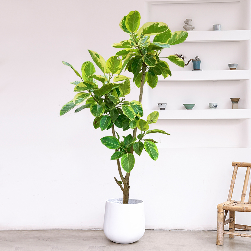 黄金榕青叶橡皮树大型盆栽富贵榕室内客厅绿植办公室客厅植物盆景