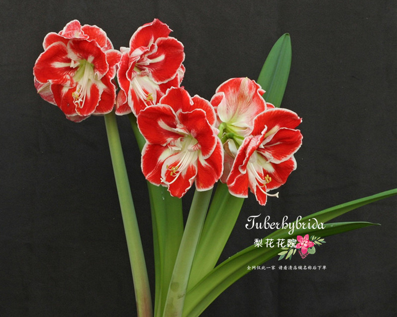 梨花花院【现货】荷兰进口朱顶红  桑巴舞