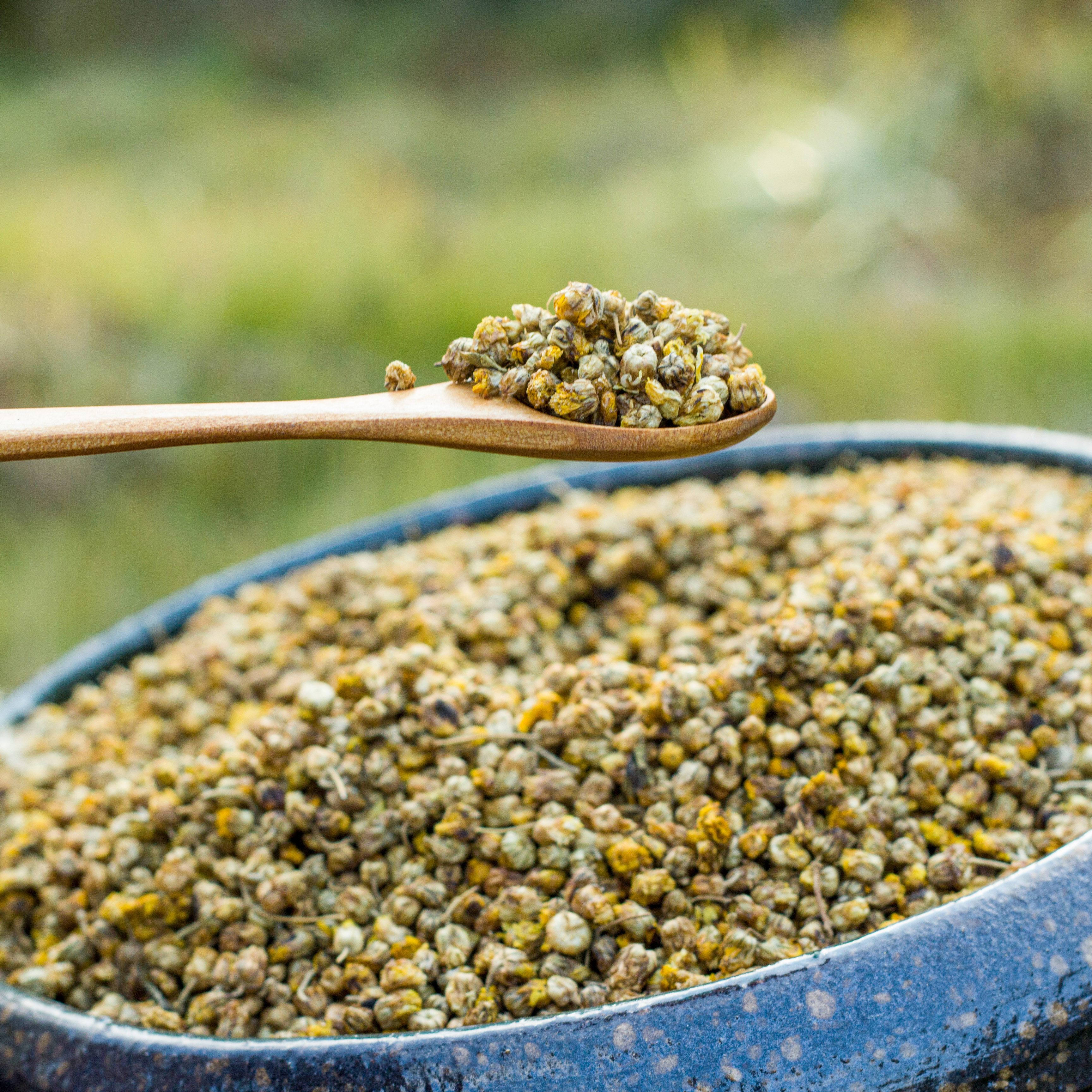 野菊花茶 野生 去火茶 纯天然