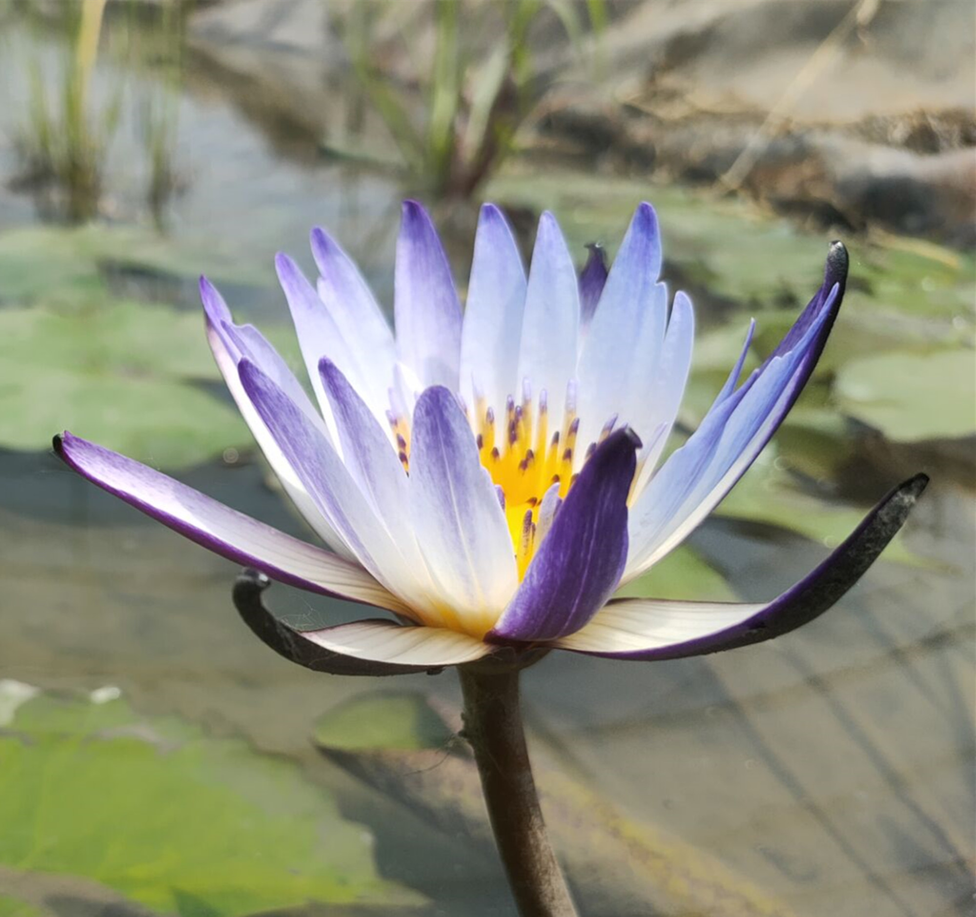 迷你花卉微型睡莲 黑美人带苞发货盆栽温度够可四季开放有香味