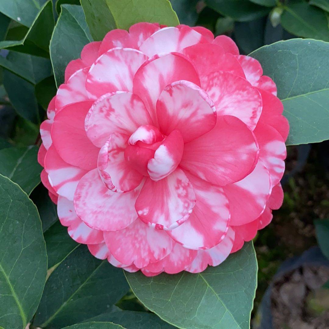 新品种重瓣 四季茶花 复色纯色夏梦小璇花开不断绿植花卉盆栽包邮