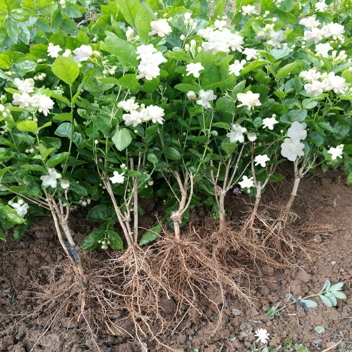 横县重瓣2年茉莉花苗2年重瓣白茉莉花苗老桩茉莉花盆栽阳台绿植物