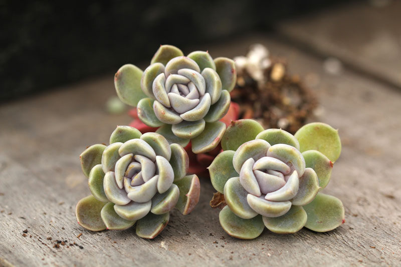 多的时光 多肉植物 景天科 泰尼汉堡