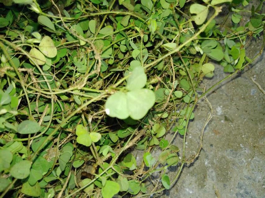 三点金草新鲜三脚虎六月雪三叶金品字蝇翅草三叶莲草500g现采