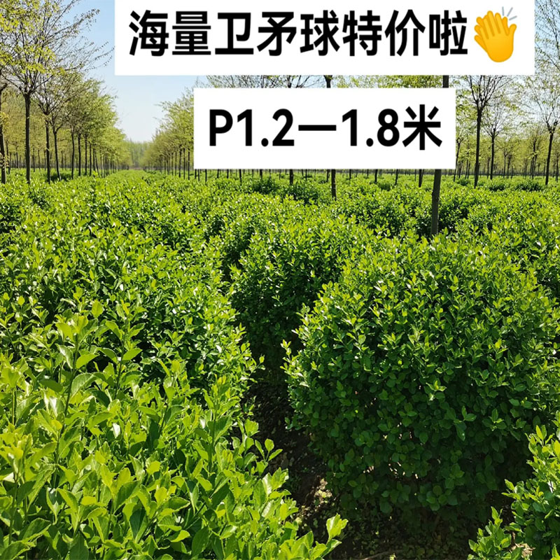 卫矛球树苗庭院耐寒四季常青绿化风景树篱笆墙植物卫矛冬青球小苗