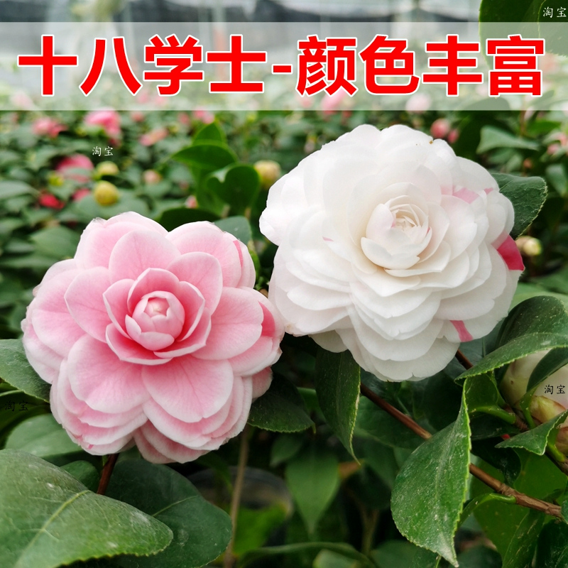 十八学士茶花