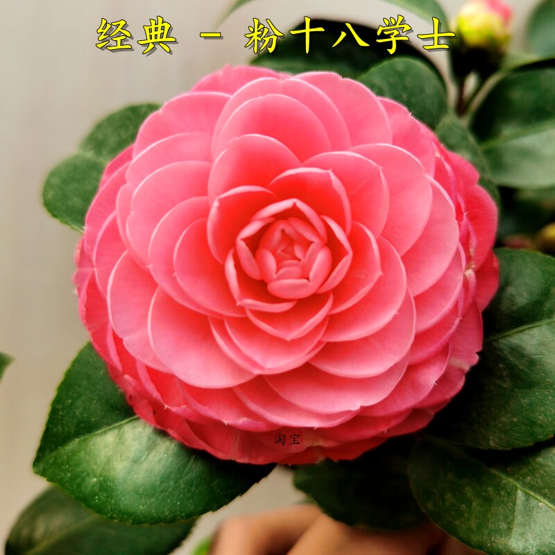 粉十八学士山茶花树盆栽吸甲醛室内好养阳台花卉净化空气经典品种