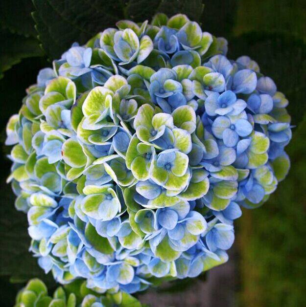 魔幻系列海洋革命珊瑚水大花绣球重瓣绣球八仙花庭院阳台花卉盆栽