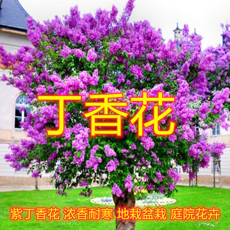 丁香花树苗紫丁香花苗盆栽地栽南方北方耐寒浓香开花绿植庭院花卉