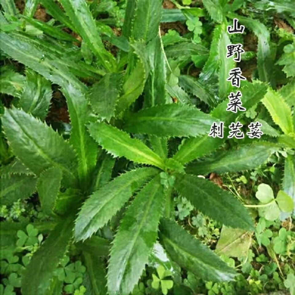 野生土香菜种子刺芫荽籽泰国大香菜苗益肝草假芫茜鹅芥菜香草种籽