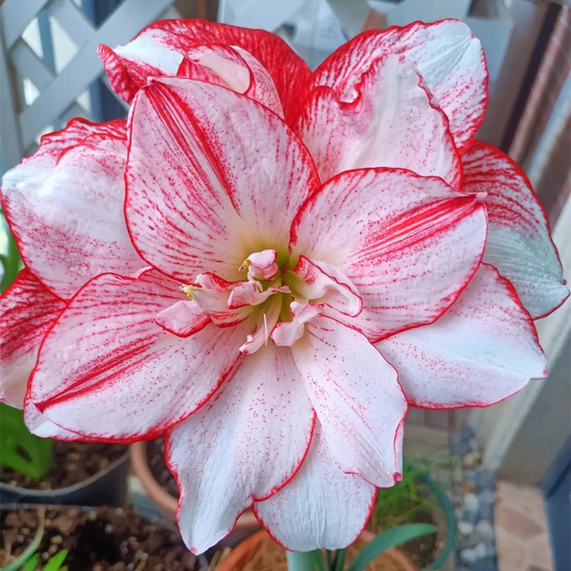 【现货】条纹黛丝朱顶红进口单瓣种球盆栽带花苞安吉拉多年生荷兰