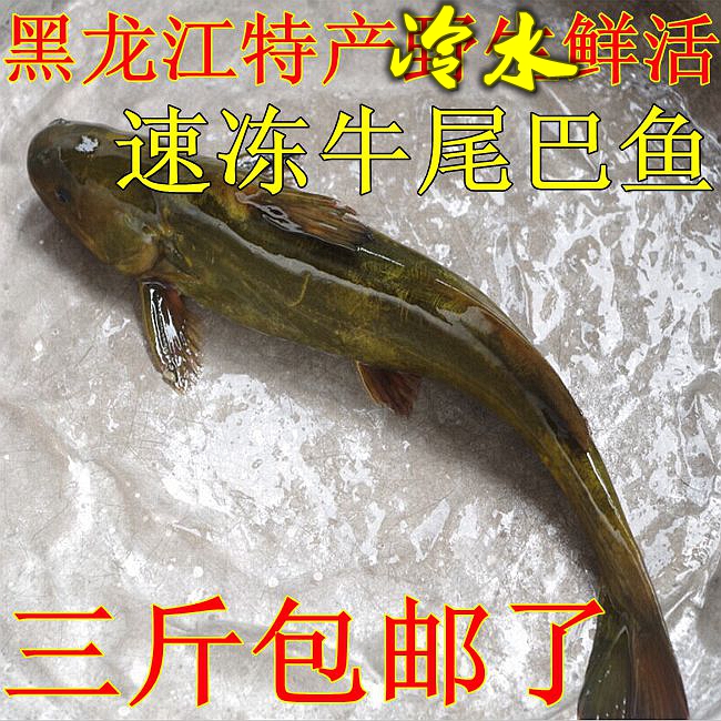 黑龙江 开江 野生冷水牛尾巴鱼每斤 乌苏里拟鲿嘎牙子