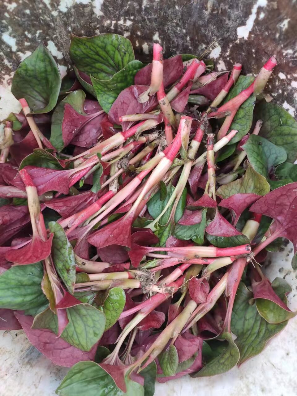 新鲜鱼腥草嫩叶四川折耳根叶子凉拌现发侧耳根猪鼻孔农家应季蔬菜