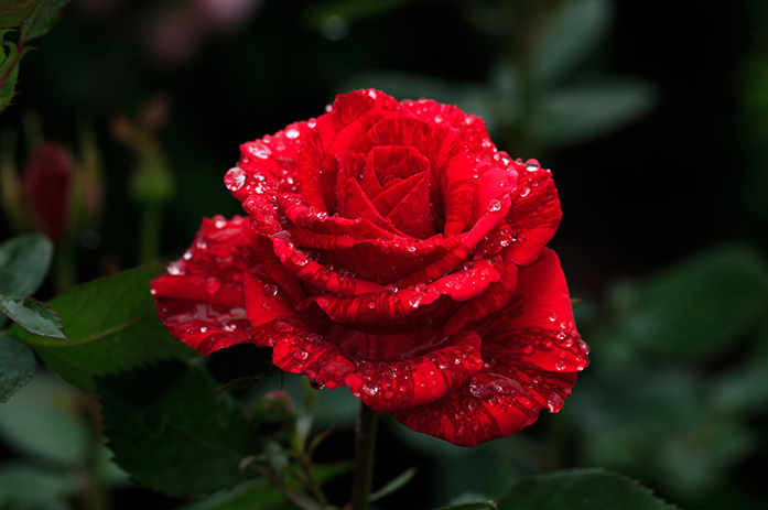 可乐的花园 红色直觉切花玫瑰月季直立好花瓣厚实花卉植物盆栽苗