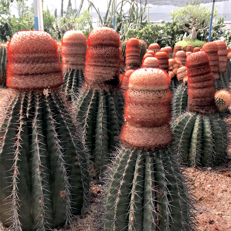 芊朵园沙生植物 芊朵园沙生植物的优惠券大全 福