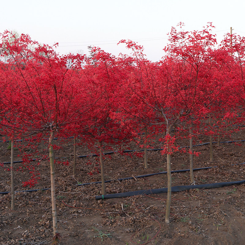 美国红枫树代理批发,美国红枫树价格排行榜_优搜网