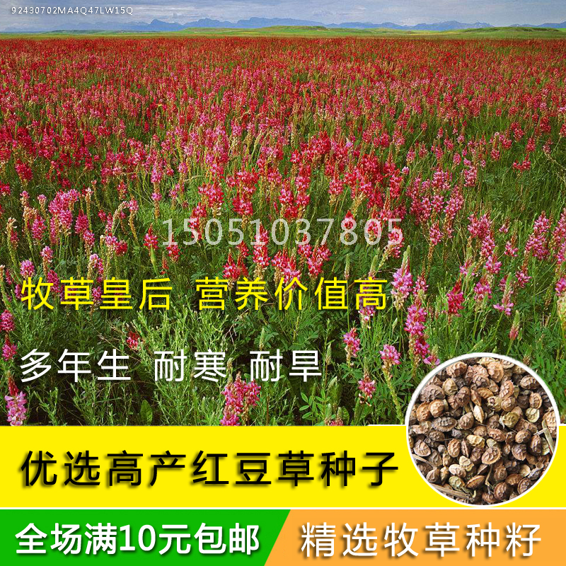 红豆草图片 简介图片