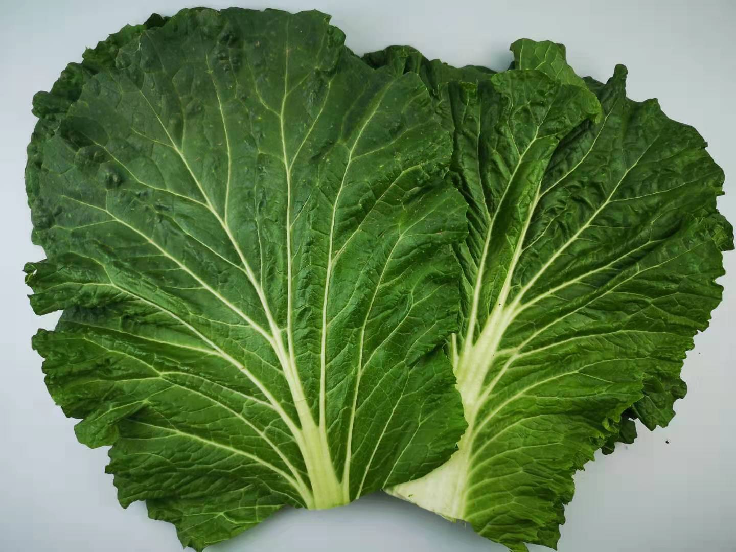 一折饭包叶_大白菜叶东北农家蔬菜包饭包白菜叶子蘸酱菜现摘现发20片