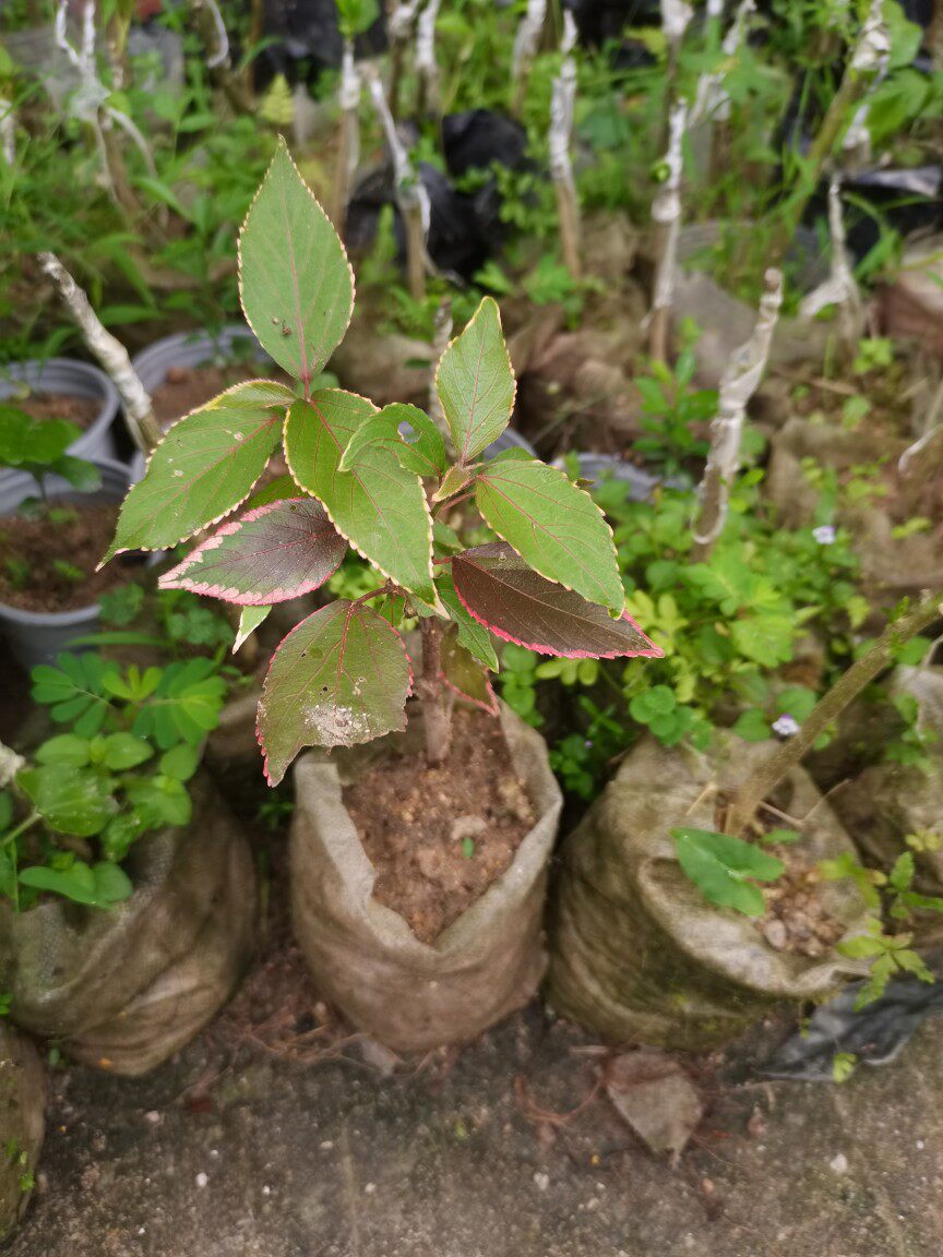 热销观赏 金边桑苗 新鲜中草药  红桑苗  驯养金边红桑种苗