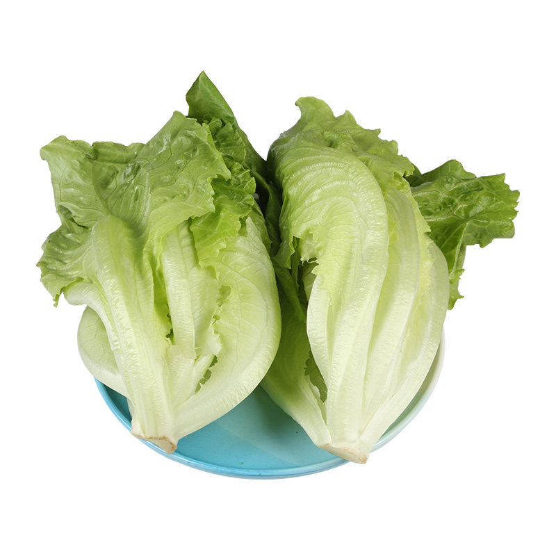 有机叶生菜270g/份蔬菜新鲜即食食用清甜多汁
