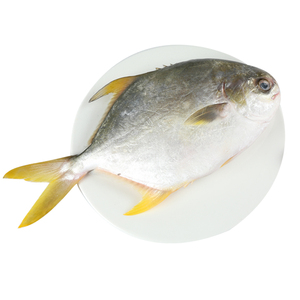 金鲳鱼其它玩具