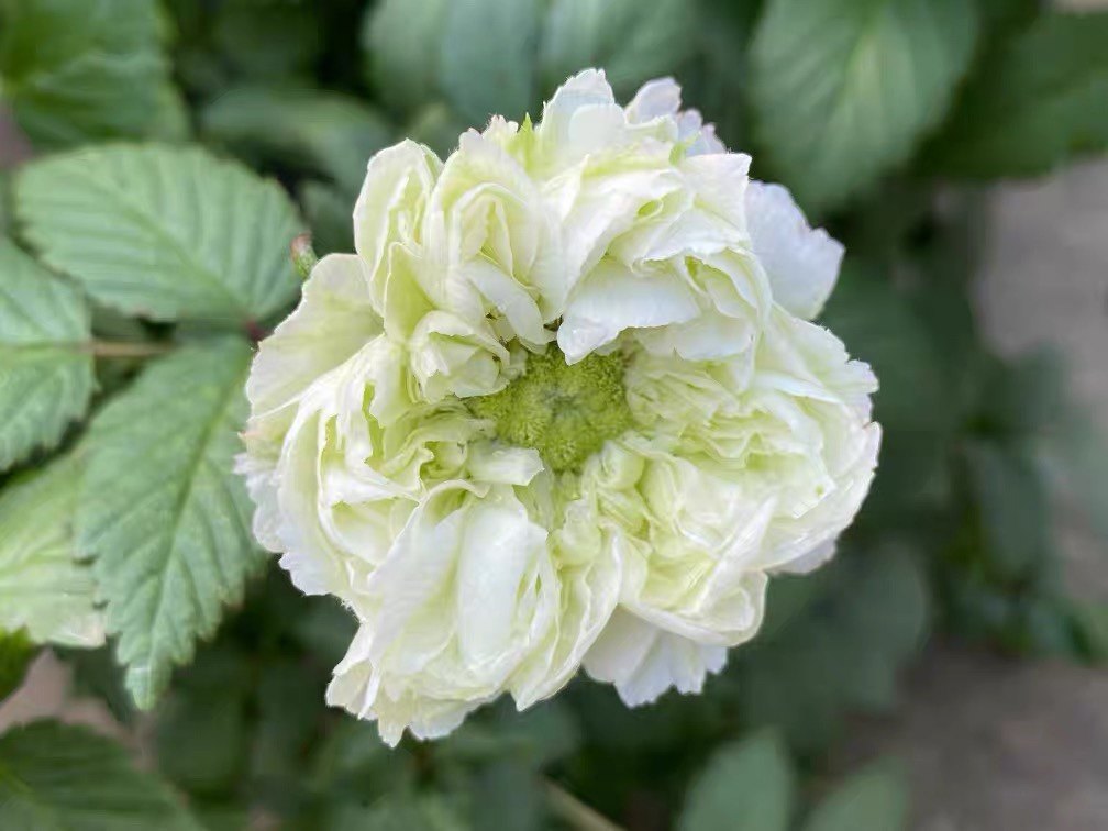 稀有重瓣花开荼蘼灌木野蔷薇盆栽空心泡月季玫瑰灌木大苗庭院地栽