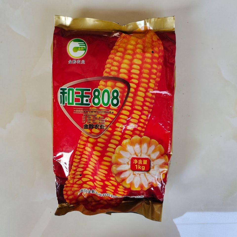 贵州金黔农业和玉808杂交饲料玉米种子大棒高产抗倒白轴黄籽1公斤